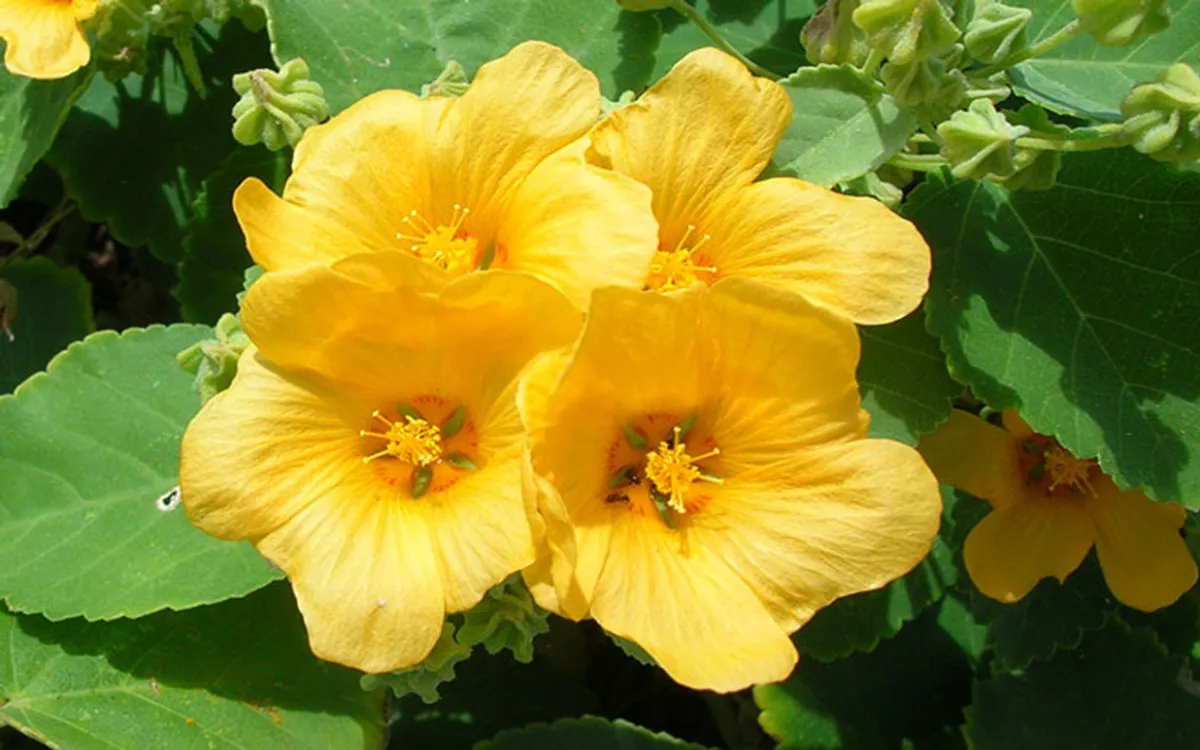 700-yellow-ilima-by-forest-and-kim-starr-via-wikimedia-02-fotor-2025082619911