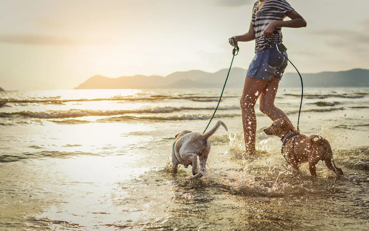 Animal_Medicines_Australia_2022_Pets_in_Australia_Survey_Younger_Cohort_focused_on_experiences_young_woman_with_her_dogs_splashing_on_beach-fotor-20250818233051