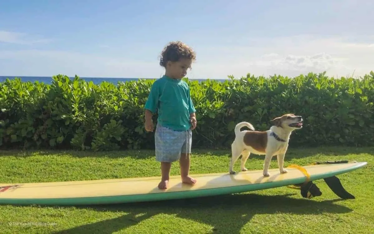 can-you-bring-your-dog-to-Hawaii-fotor-20250818233035