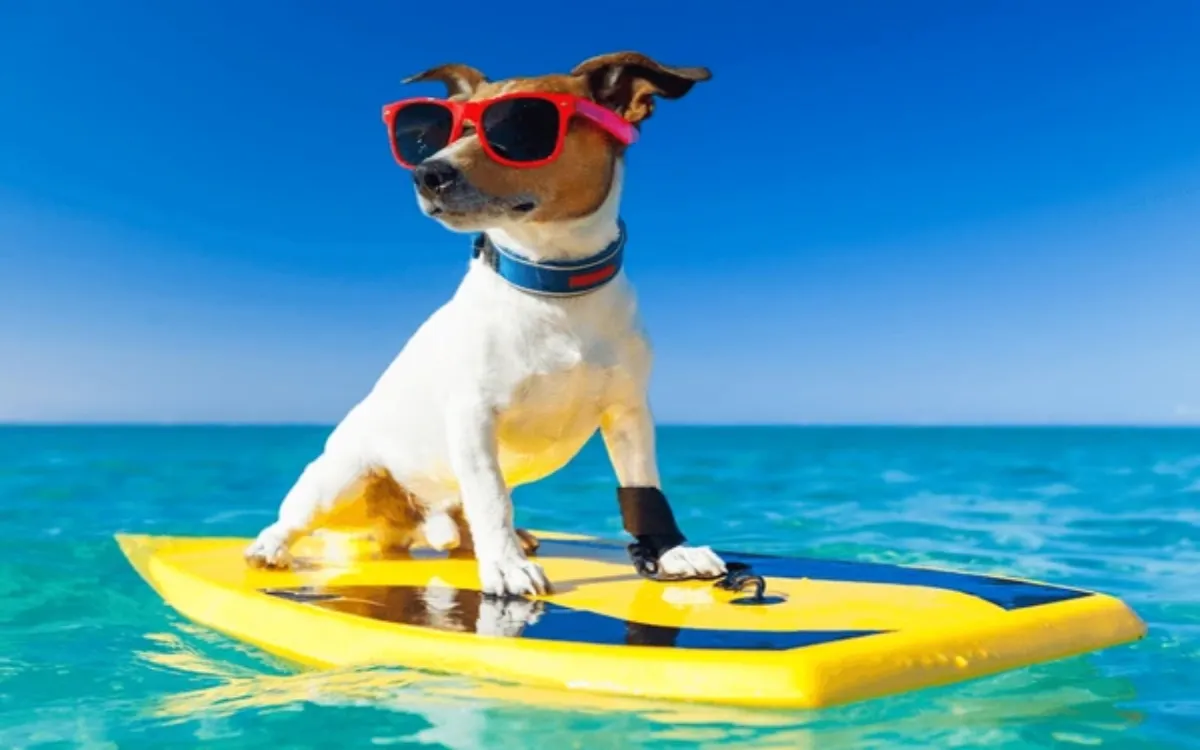 dog-surfing-on-surfboard-wearing-600nw-2340824997-fotor-2025081823292