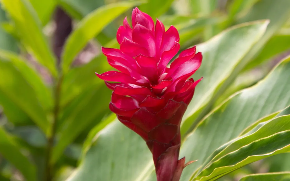 flowering-ginger-plants-1315760-hero-a160485cbcbd4b27857b00423f9fa0de-fotor-20250826191036