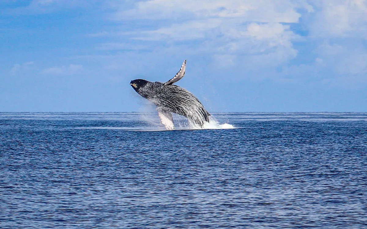 hawaiinautical-whalewatching-WestOahu-4-fotor-202508110924
