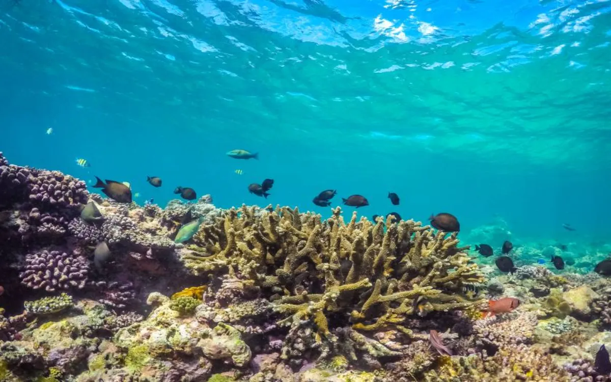 Marine-Life_shutterstock_565412890-fotor-20250810172252