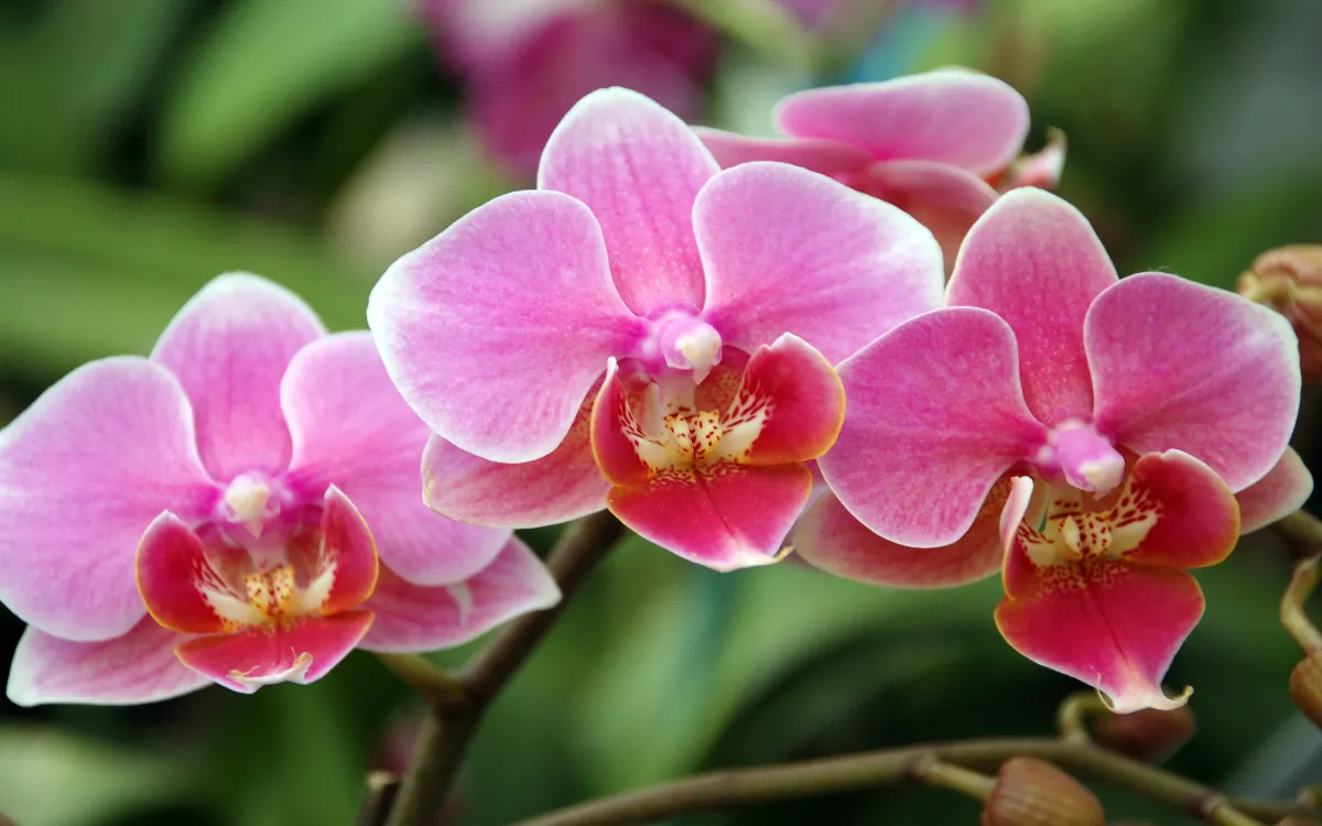 moth_orchid-fotor-20250826191050