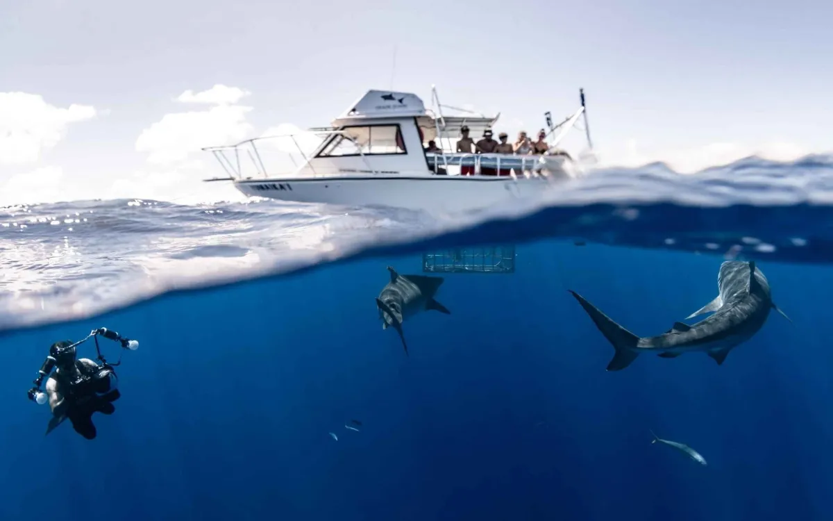Shark Diving Adventure in Oʻahu