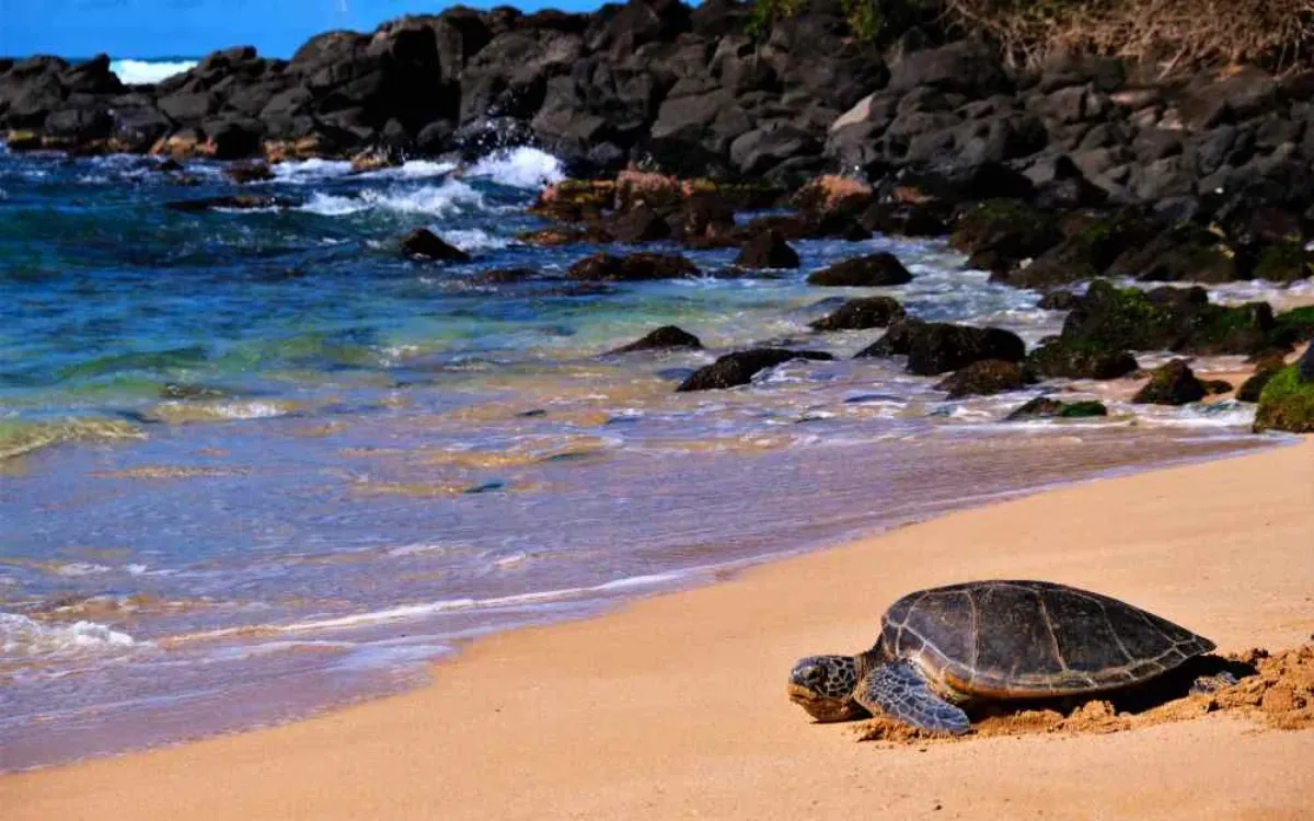 Nearby Attractions to Mauka Warriors Luau