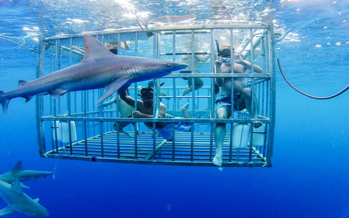 shark-cage-dive-oahu-03-1024x768-fotor-20250818297