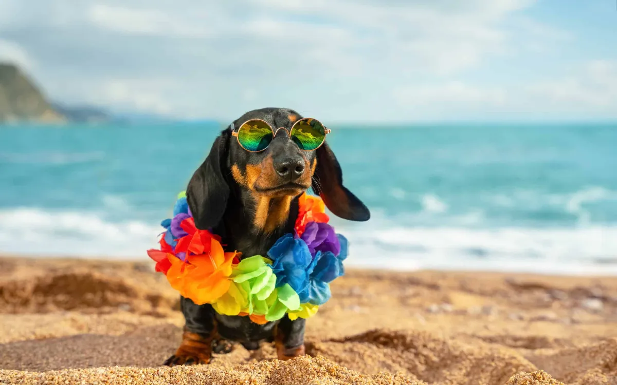 Traveling to Hawaii With Dogs and Cats