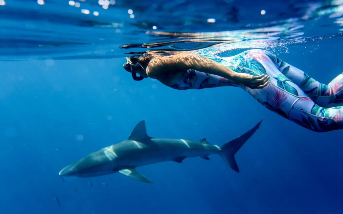 SnorkelingwithSharks-fotor-202508182918