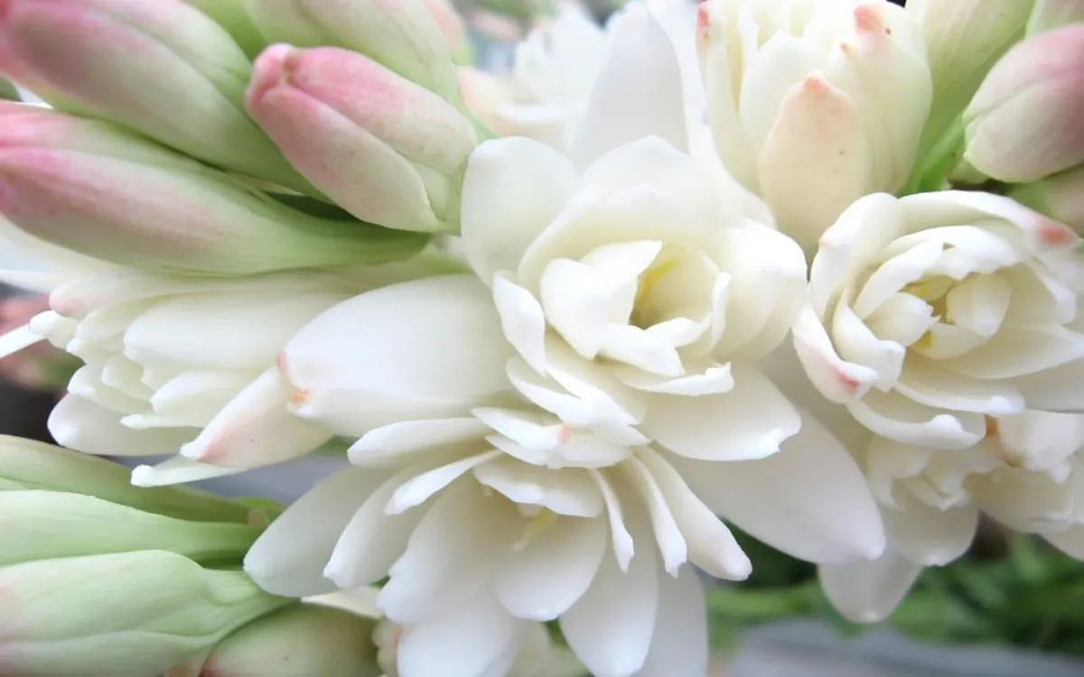 tuberose-fotor-20250826191024