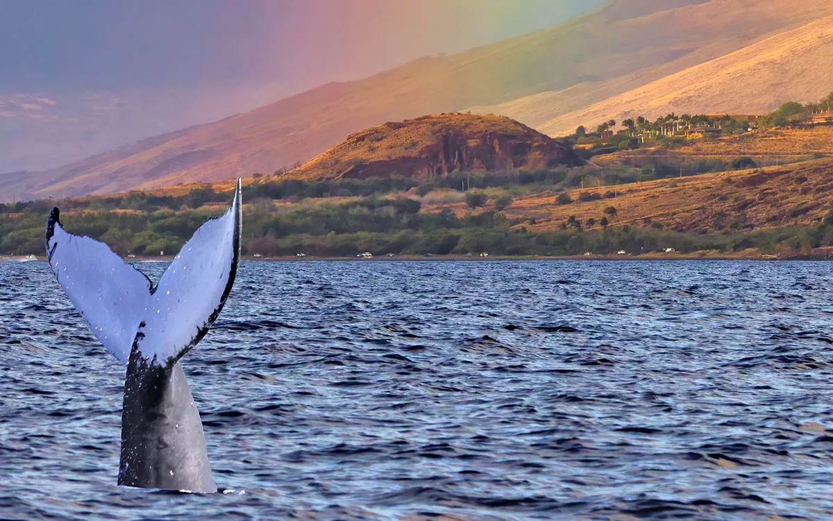 whale watching -fotor-2025073022241