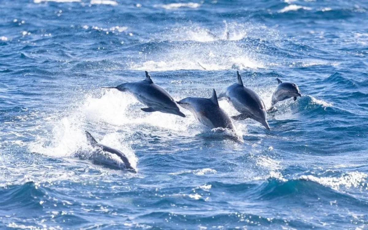 Whale-Watching-in-Newport-Rhode-Island-1-fotor-202508110949